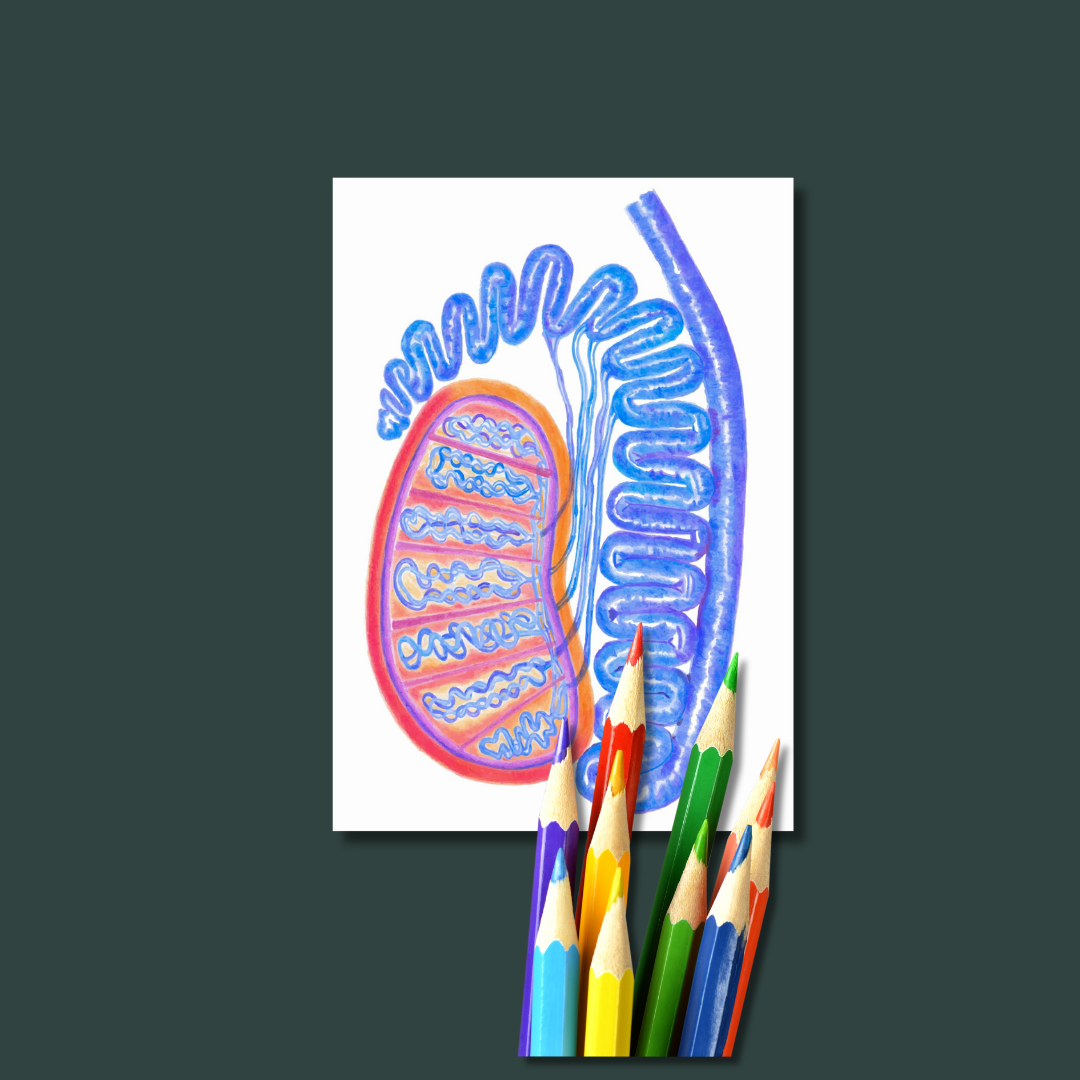 Colored pencil testis anatomy art prints