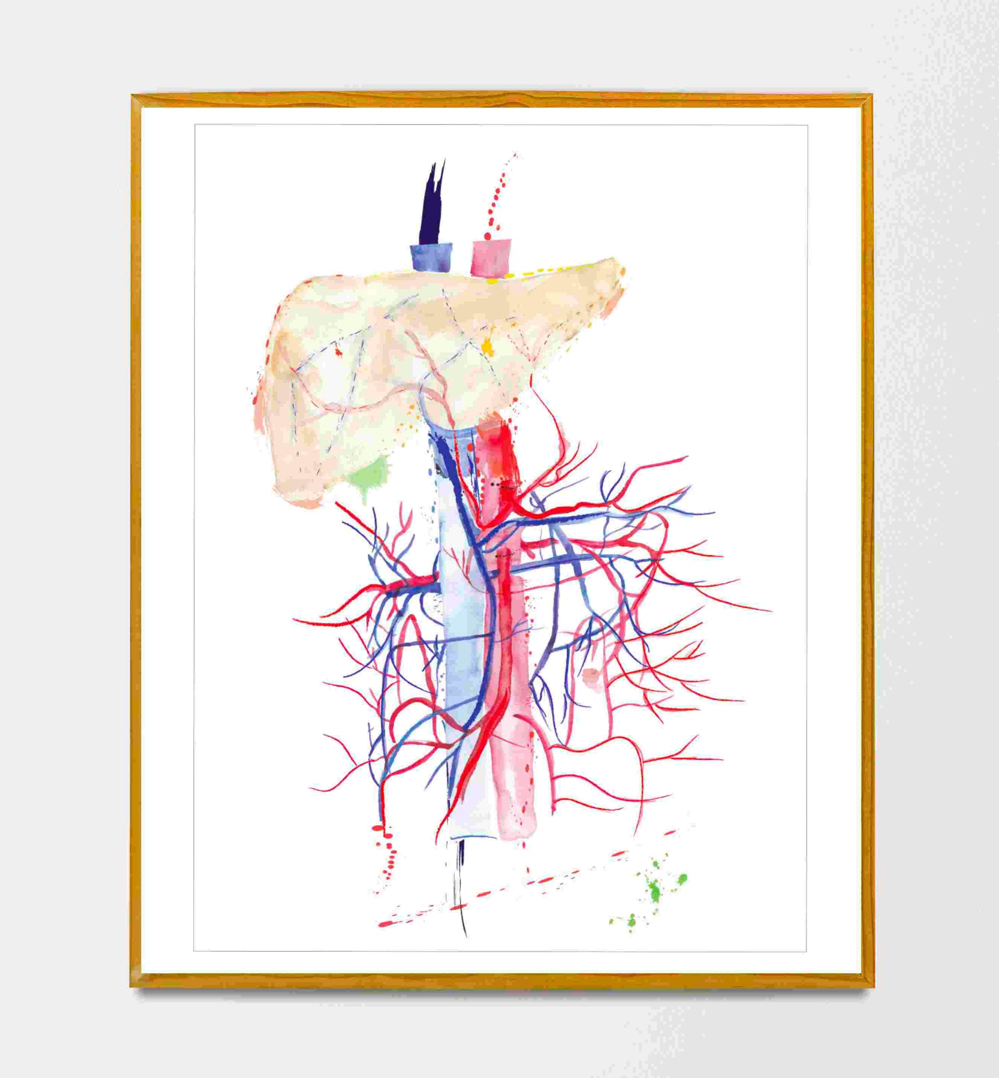 liver vena portae anatomy art print gastro and surgery office art