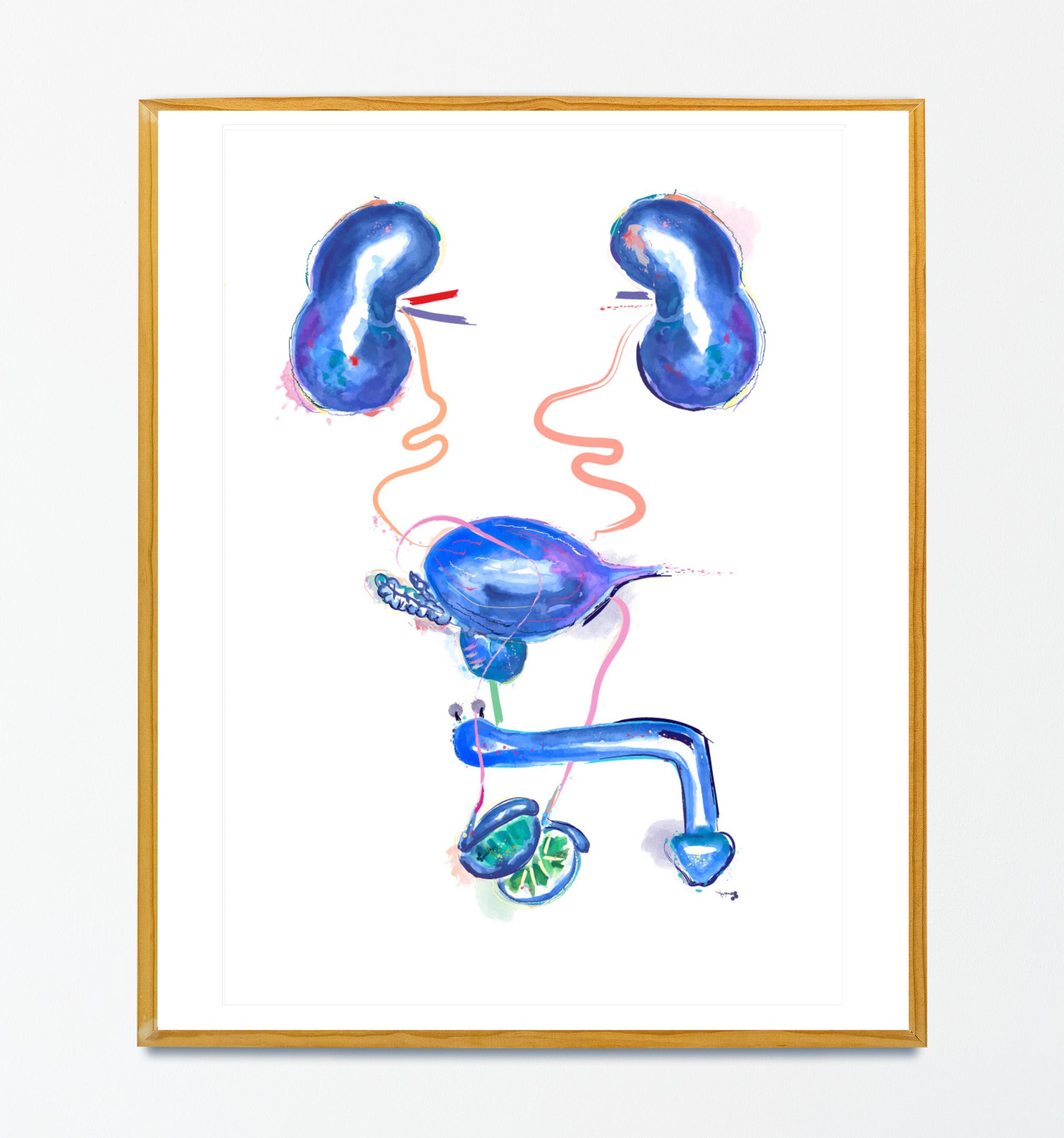 urology kidney prostate penis testicles watercolor artwork