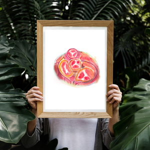 Heart Valve Anatomy Art Print