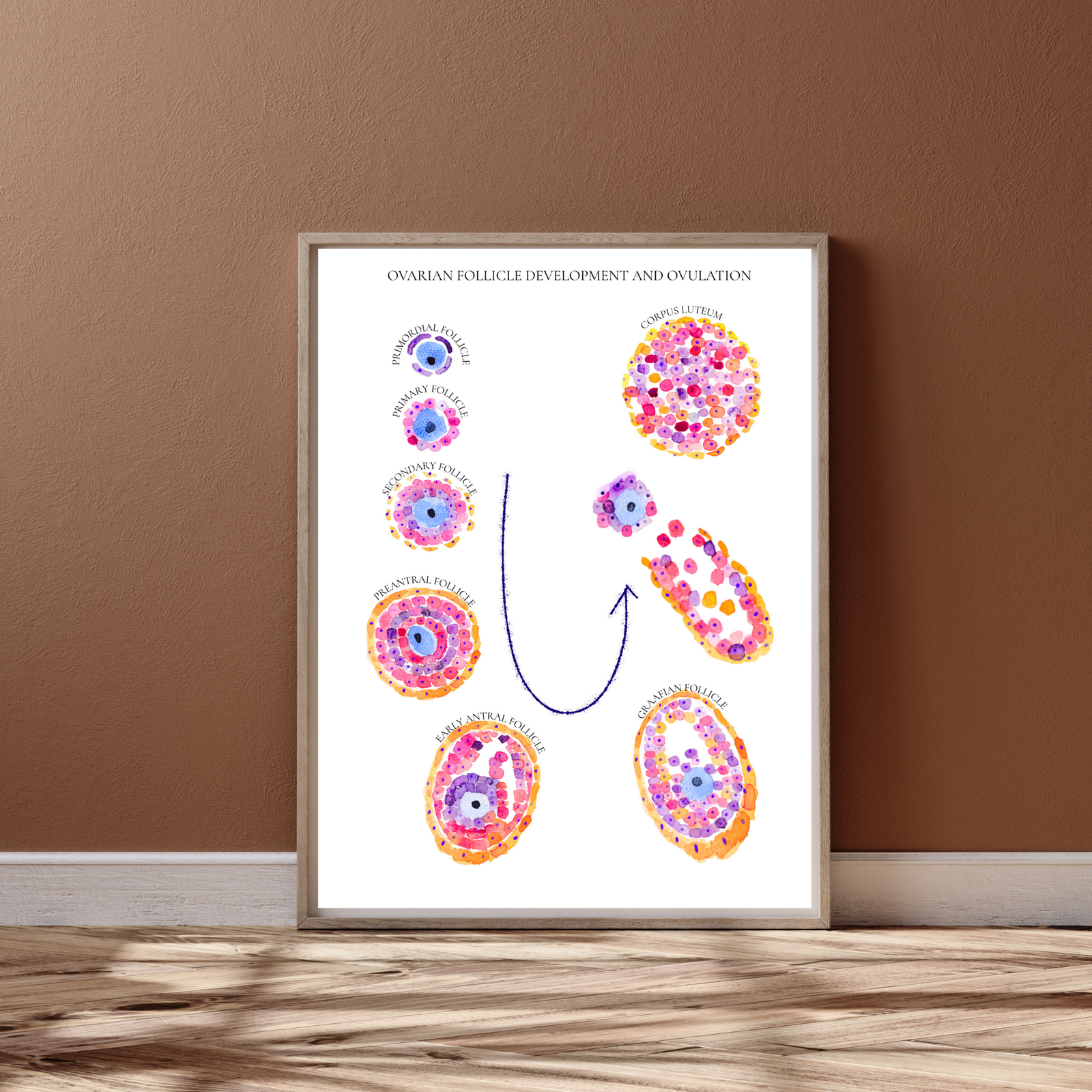 Follicular Development Cycle Art Print