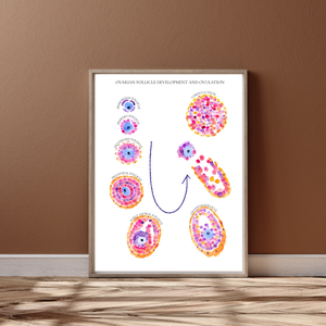 Follicular Development Cycle Art Print