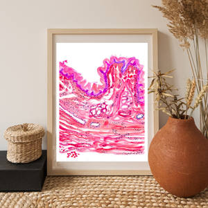 Esophagus Histology Art Print