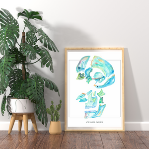 Cranial Bones Art Print