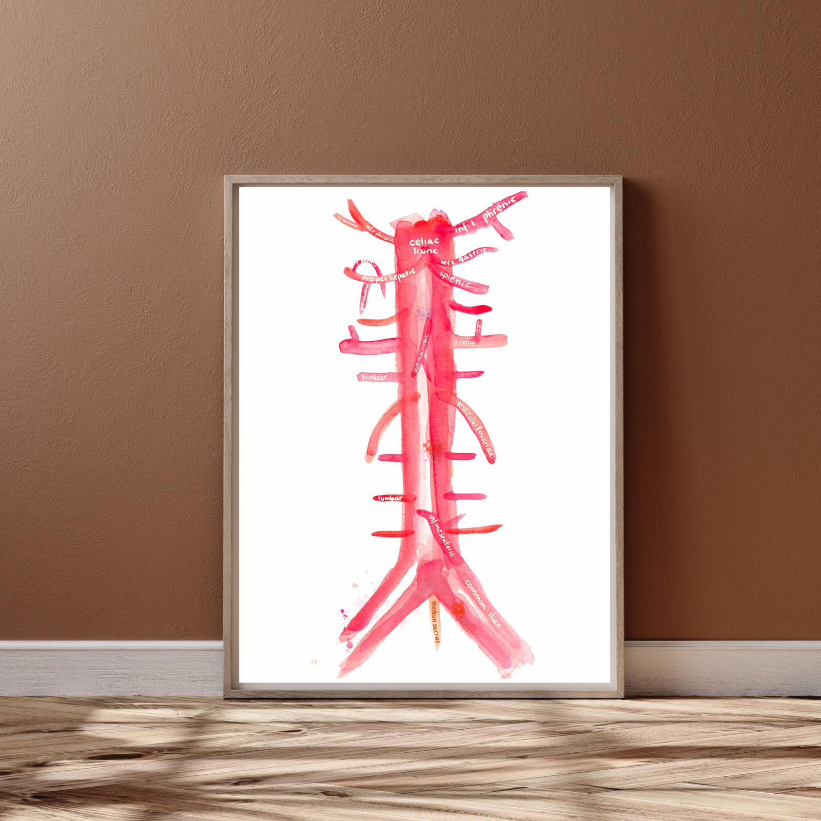 abdominal aorta and branches anatomy art