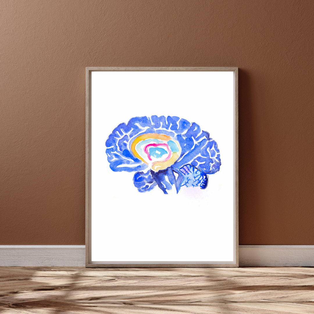 Hippocampus Brain Anatomy Art Print