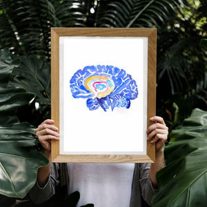Hippocampus Brain Anatomy Art Print