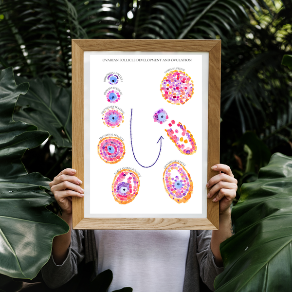 Follicular Development Cycle Art Print - medpapers