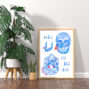 Skull Anatomy Art