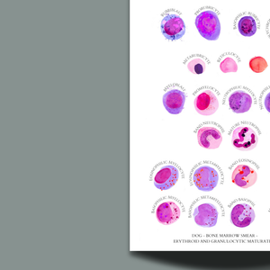 Veterinary Medicine - Dog Erythropoiesis and Granulopoiesis - Hematology Watercolor Art