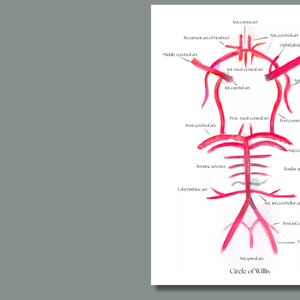 Circle of Willis Anatomy Watercolor Art Print