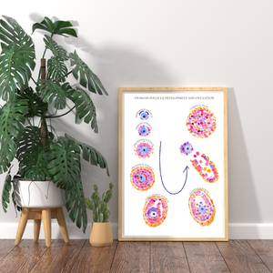 Follicular Development Cycle Art Print