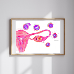 Uterus: Ovulation through Implantation Obstetrics and Gynecology Art Print