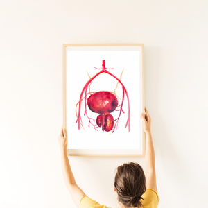 Prostatic Artery Embolization Art