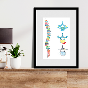 Spine And Vertebrae Abstract Anatomy Artwork