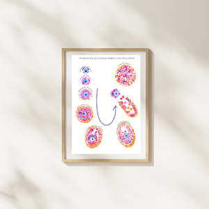 Follicular Development Cycle Art Print