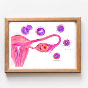 Uterus: Ovulation through Implantation Obstetrics and Gynecology Art Print