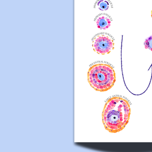 Follicular Development Cycle Art Print