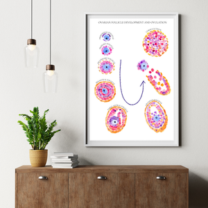 Follicular Development Cycle Art Print
