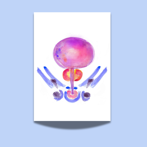 Bladder and Prostate Cross-section Watercolor Art Print