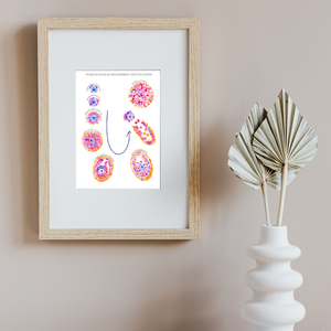 Follicular Development Cycle Art Print