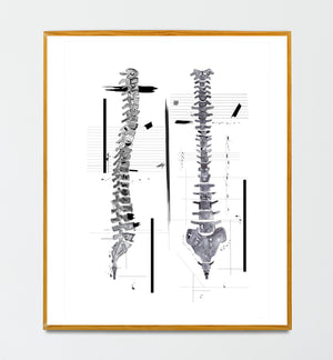 Spine Human Anatomy Artwork
