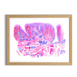 Tongue Histology Art Print