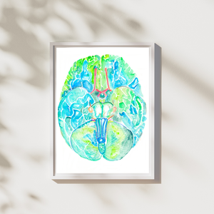 Brain Anatomy Watercolor Painting