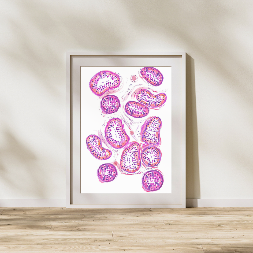 Testicle Histology, Histology Art