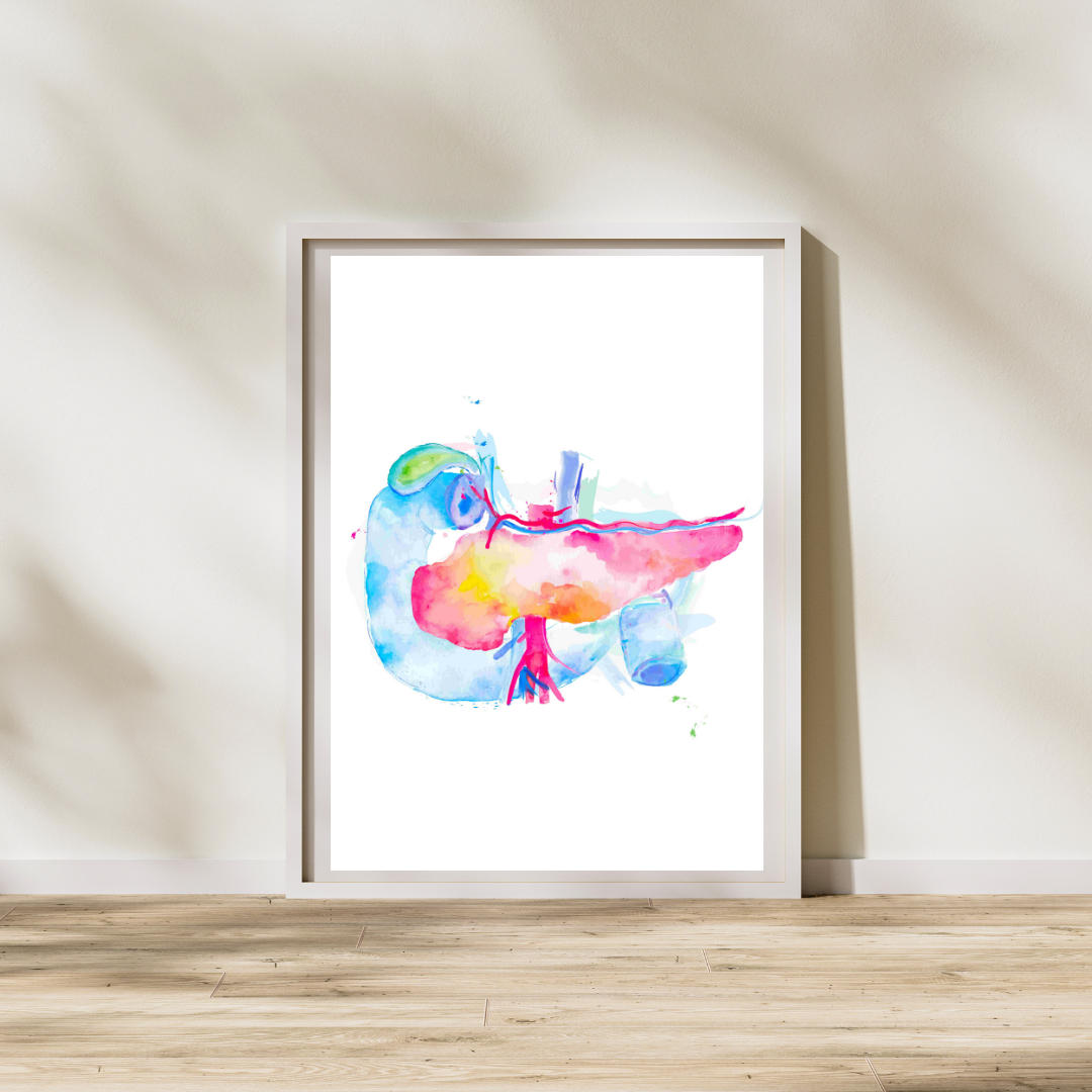 Pancreas Anatomy Art