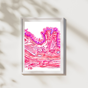 esophagus histopathology artwork