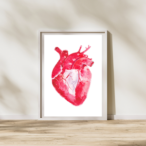 Heart Anatomy Watercolor Illustration