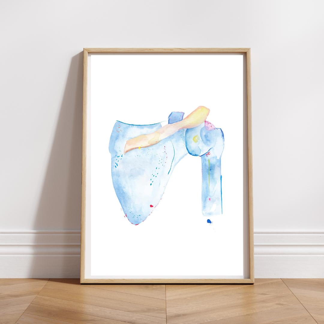 Shoulder Anatomy Art, Physical Therapist Gift, Chiropractor ARt