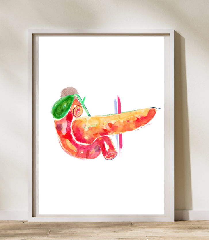 pancreas anatomy art