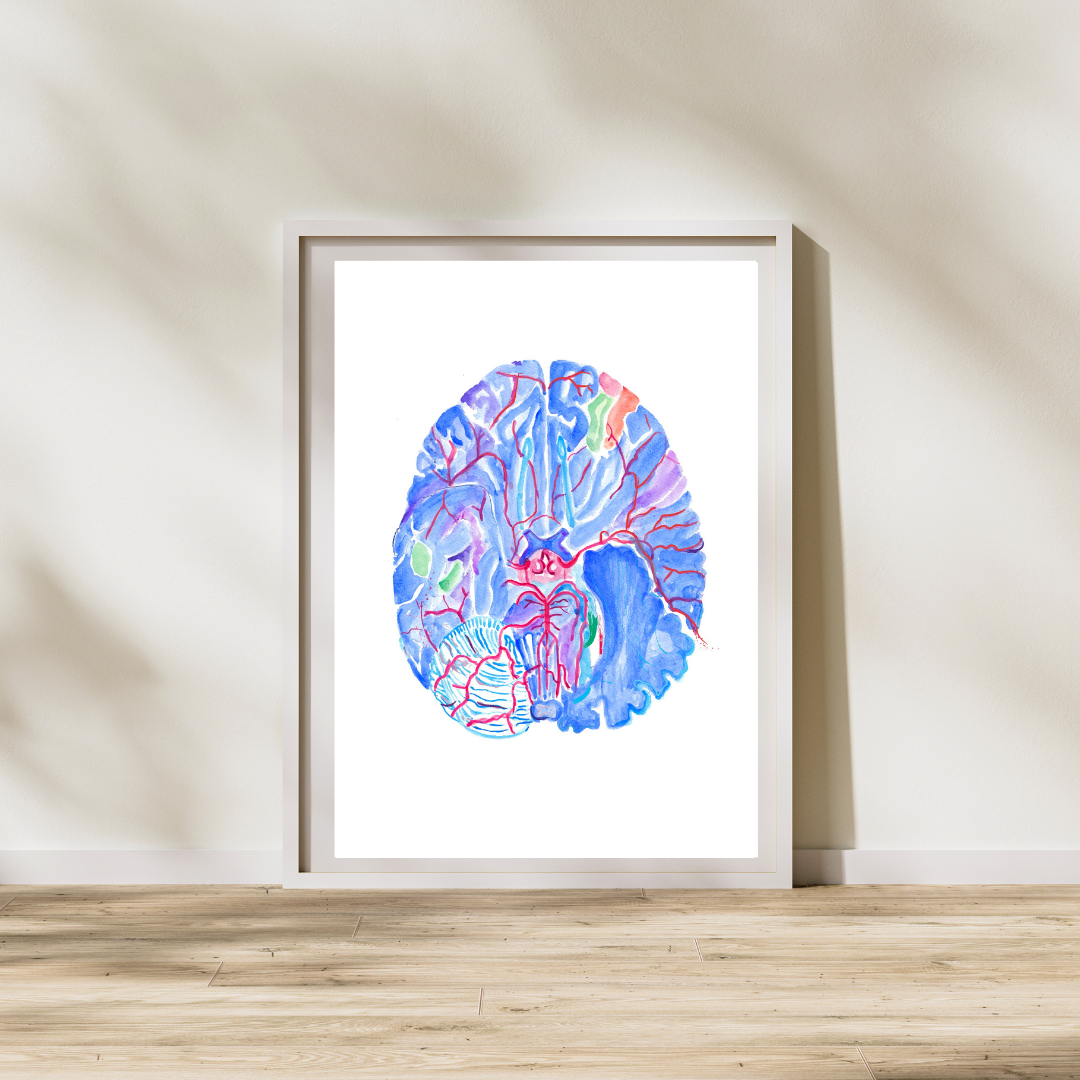 brain willis circle anatomy art
