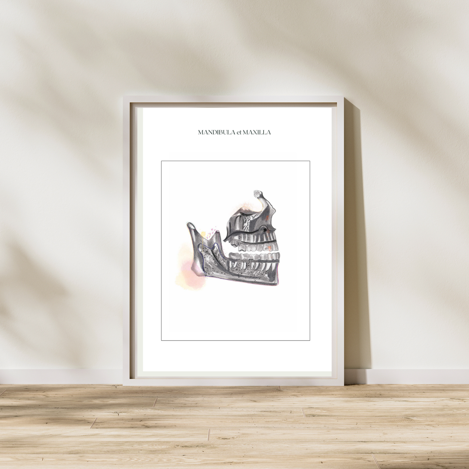 Maxilla Human Anatomy Art