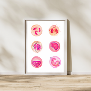 human leucocytes art print