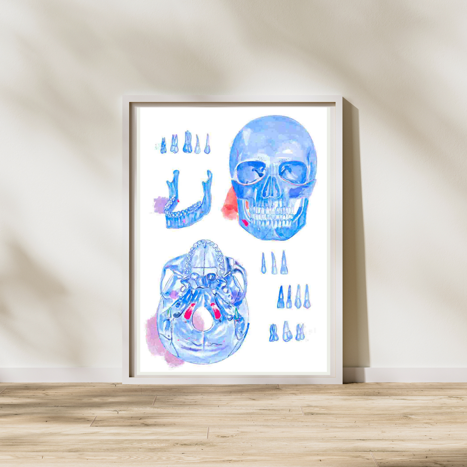 Skull Anatomy Art