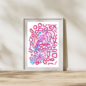 Renal Histology Art Print