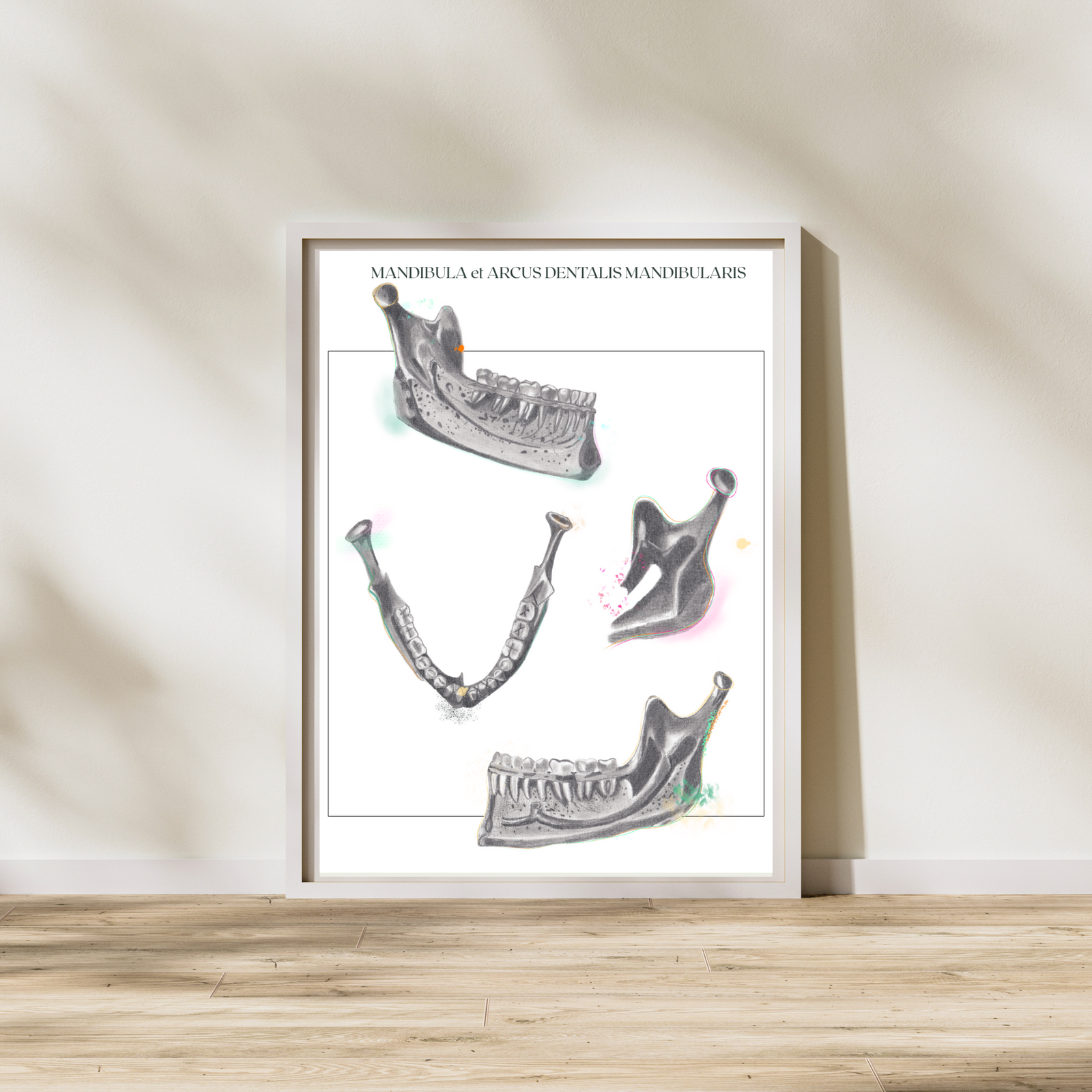 Mandible Human Anatomy Art