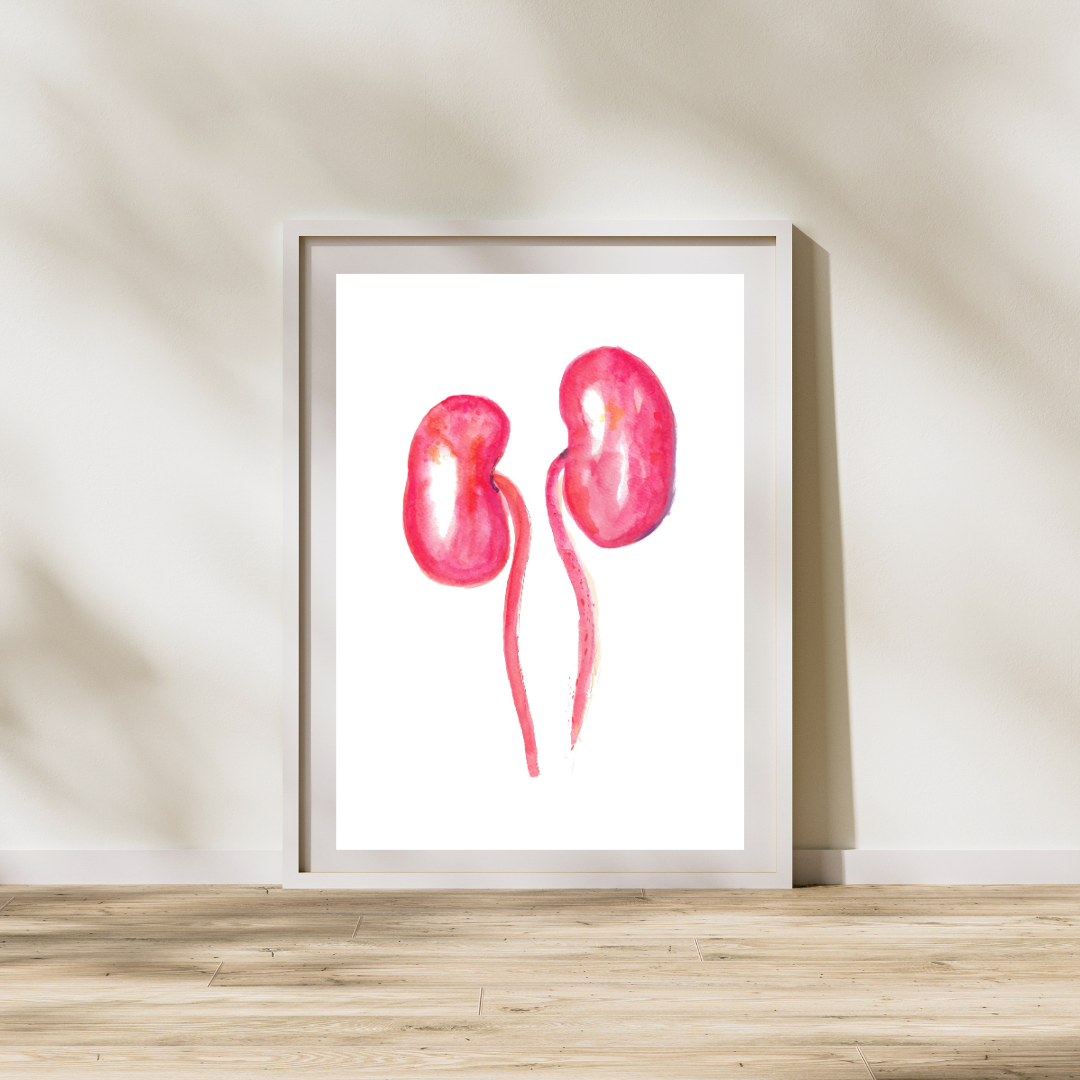 kidney watercolor art print