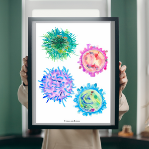 t and b cell illustration