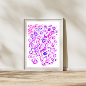 Breast Histology Art Print