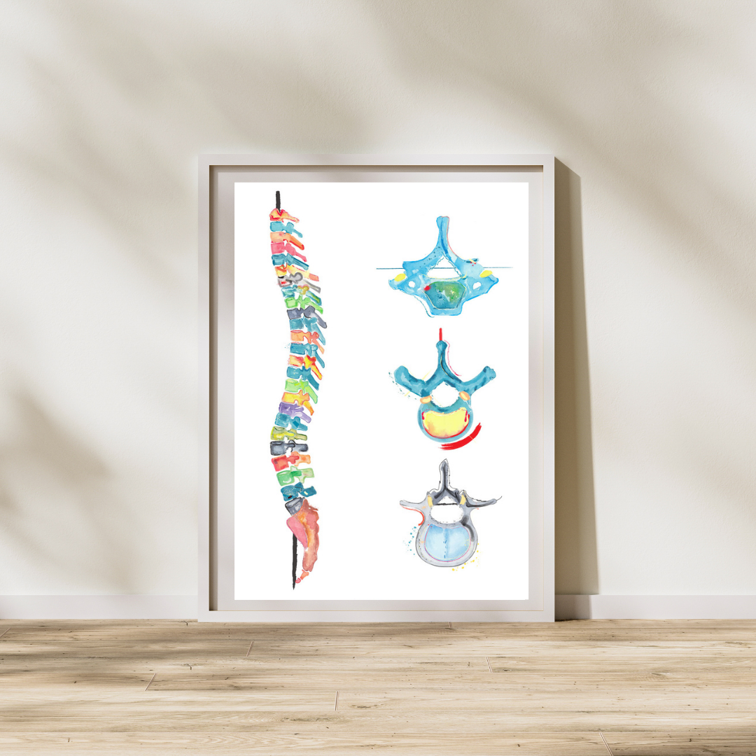 spine and vertebrae anatomy art medpapers painting
