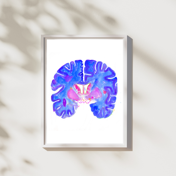 Brain Coronal Section Watercolor Art Print - medpapers