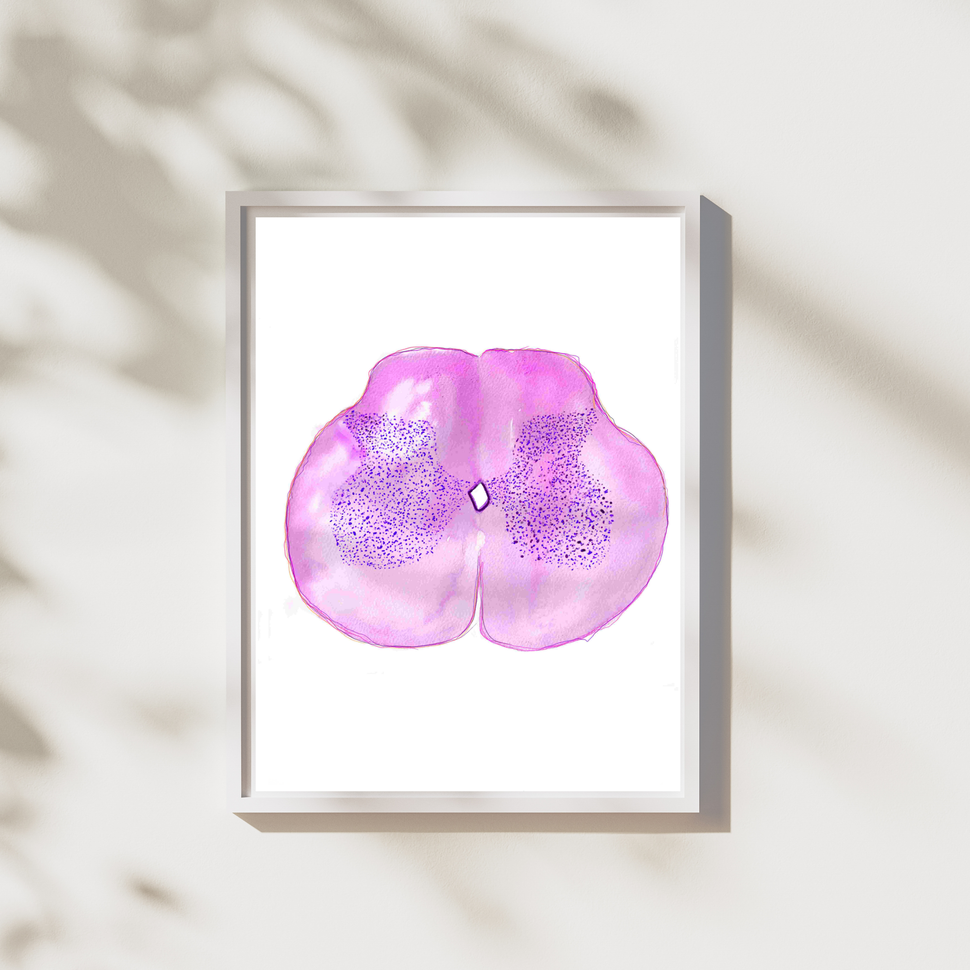 Spinal Cord Histology Art Print