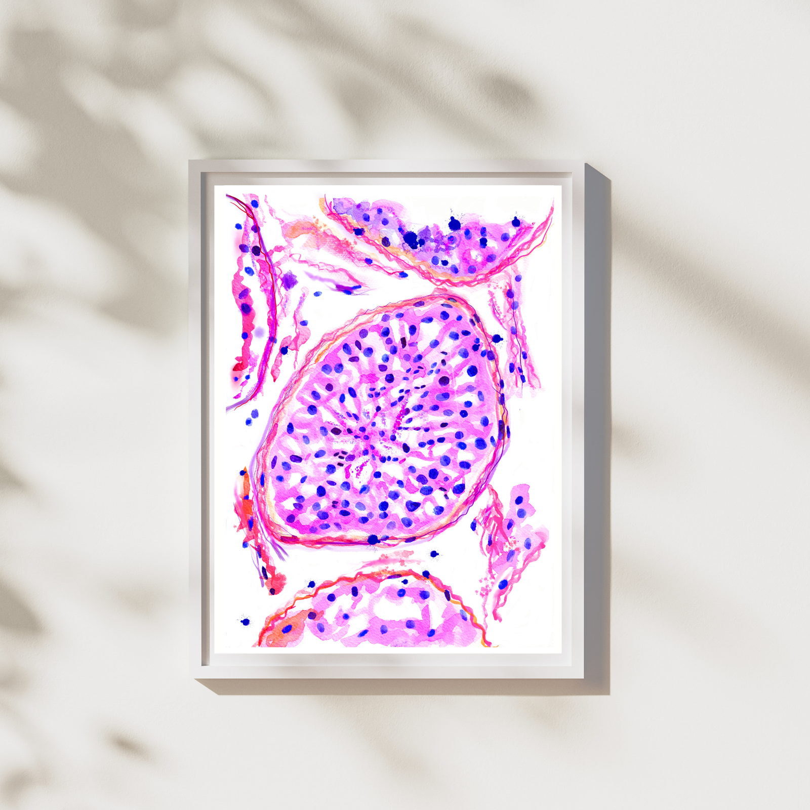 testis normal histology watercolor painting