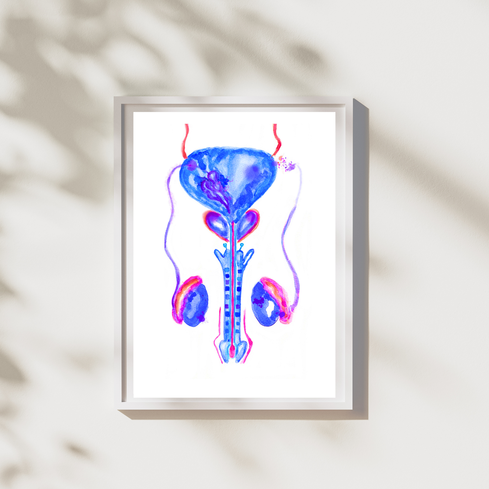 bladder testes and penis watercolor illustration art