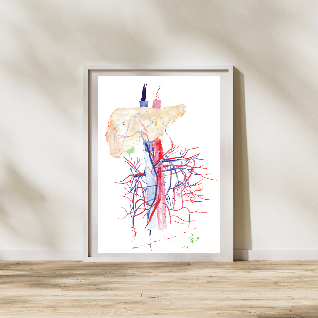 liver abdominal arteries art