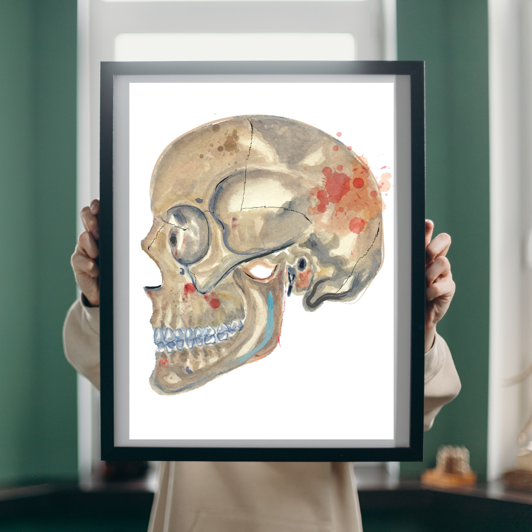 skeleton anatomy art